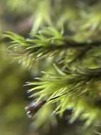 Image of Lawton's racomitrium moss