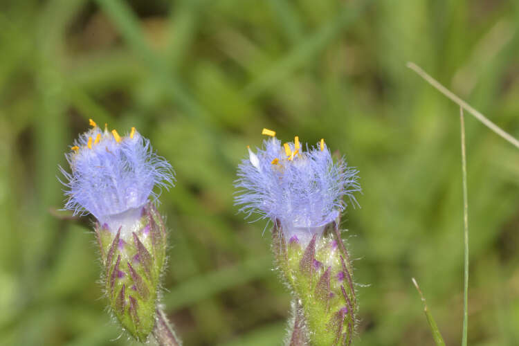 Cyanotis tuberosa (Roxb.) Schult. & Schult. fil.的圖片