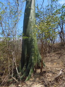 Image de Ceiba trischistandra (A. Gray) Bakhuisen