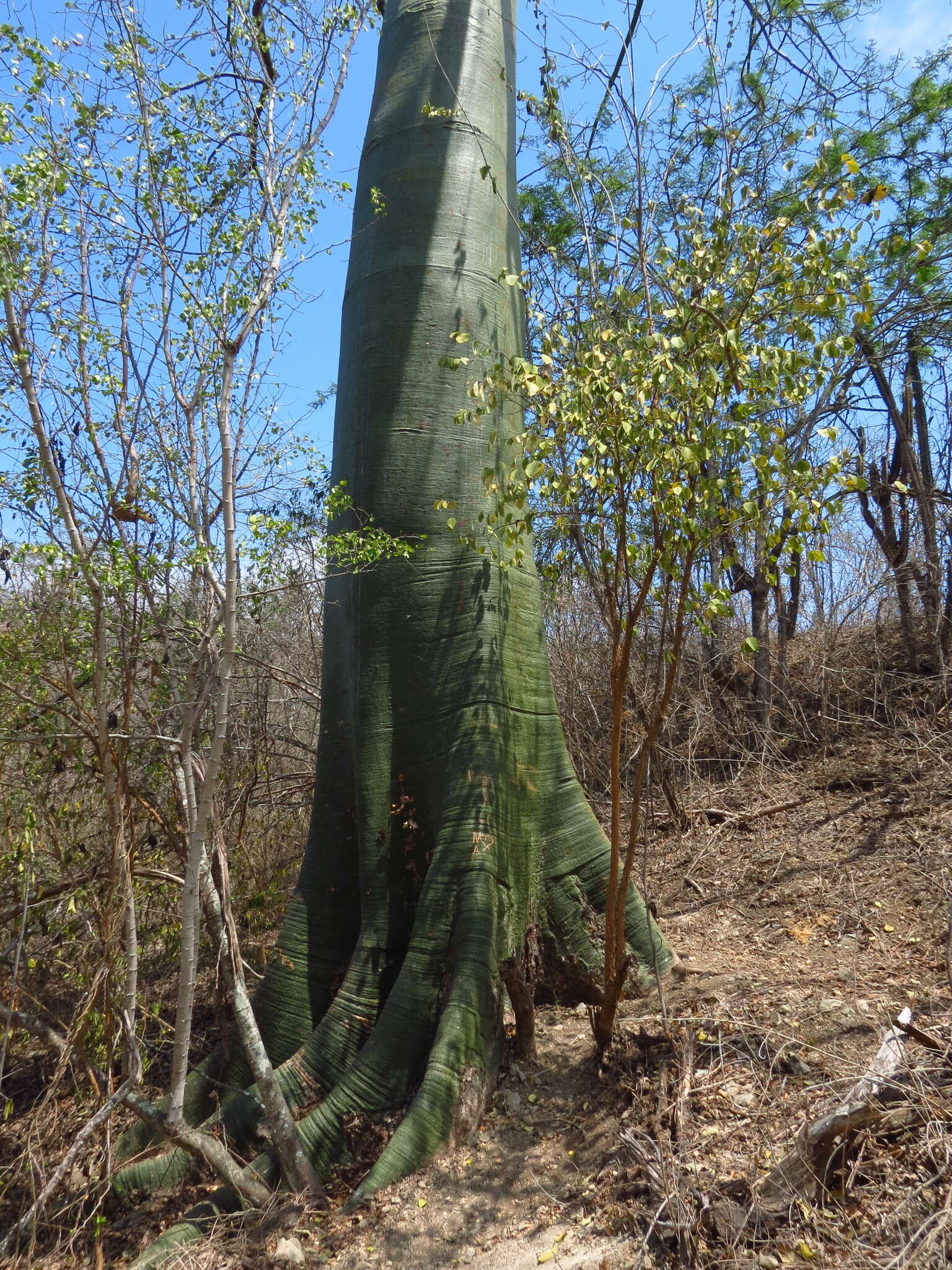 Image de Ceiba trischistandra (A. Gray) Bakhuisen