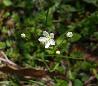 صورة Gentianella polysperes (L. G. Adams) Glenny