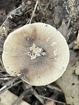 Image of Amanita solaniolens H. L. Stewart & Grund 1974