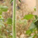 Image of Galeatus scrophicus Saudners 1876