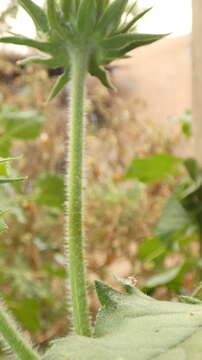 Image of Galeatus scrophicus Saudners 1876