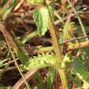 Image of Stachys pilosissima M. Martens & Galeotti