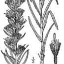 Image of dotted blazing star
