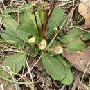 Image of Solenogyne dominii L. G. Adams