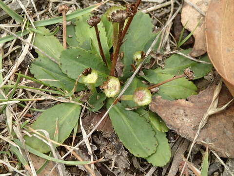 Solenogyne dominii L. G. Adams resmi