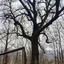 Image of Lucombe oak