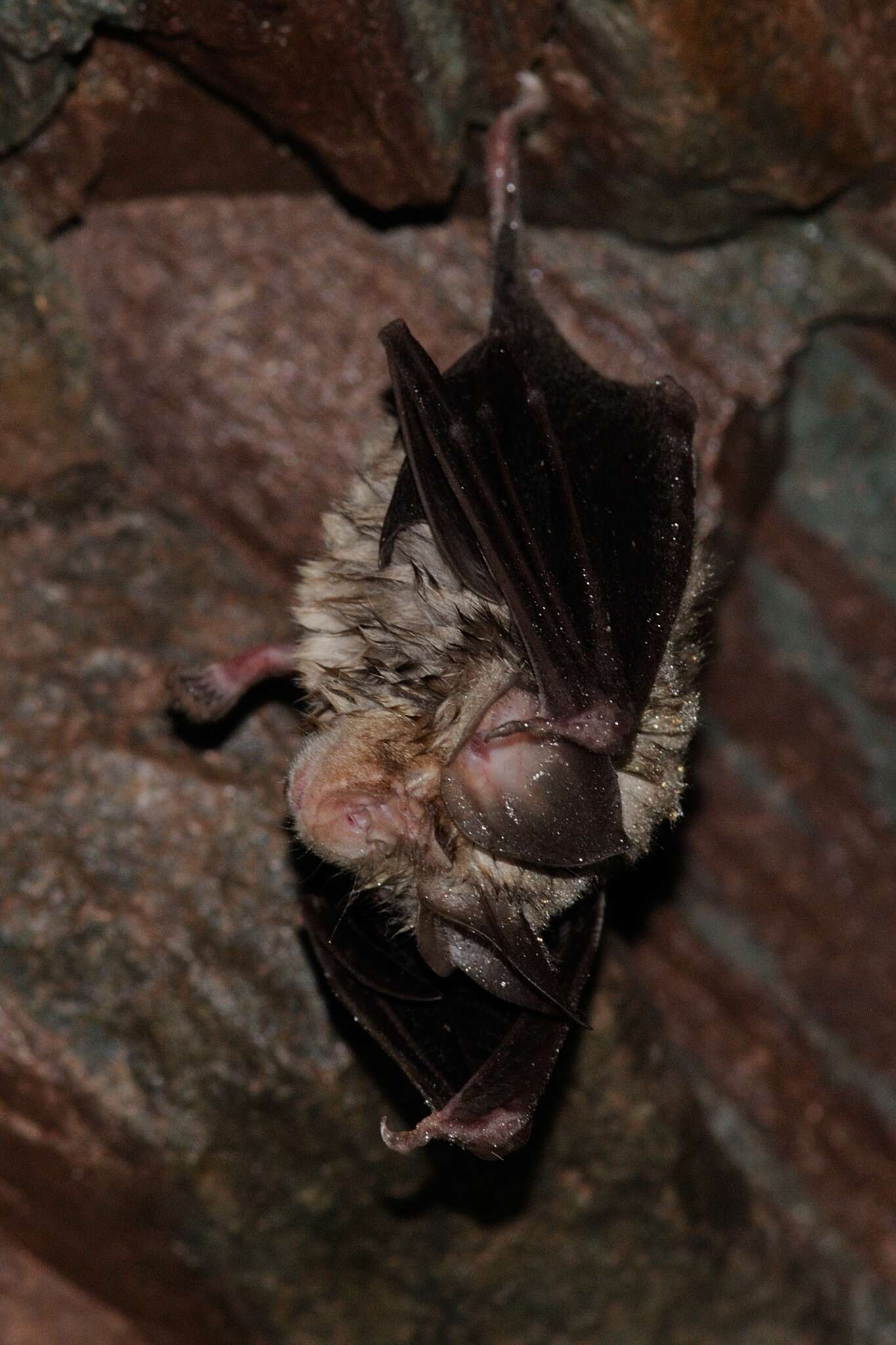 Image of Mediterranean Horseshoe Bat