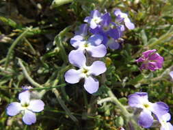 Image de Matthiola tricuspidata (L.) W. T. Aiton