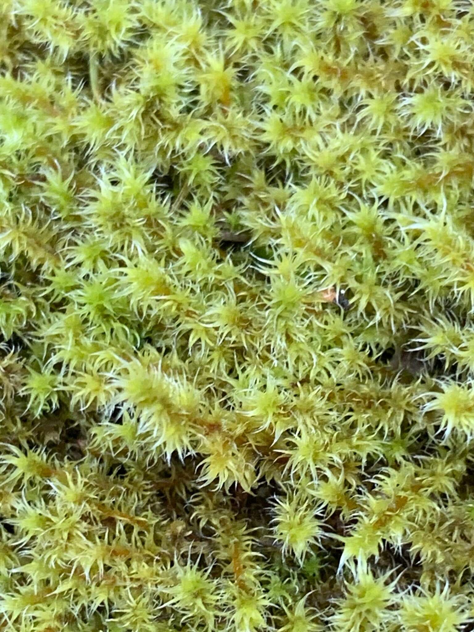 Image of elongate racomitrium moss