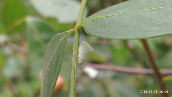 Image of Guioa pleuropteris (Bl.) Radlk.