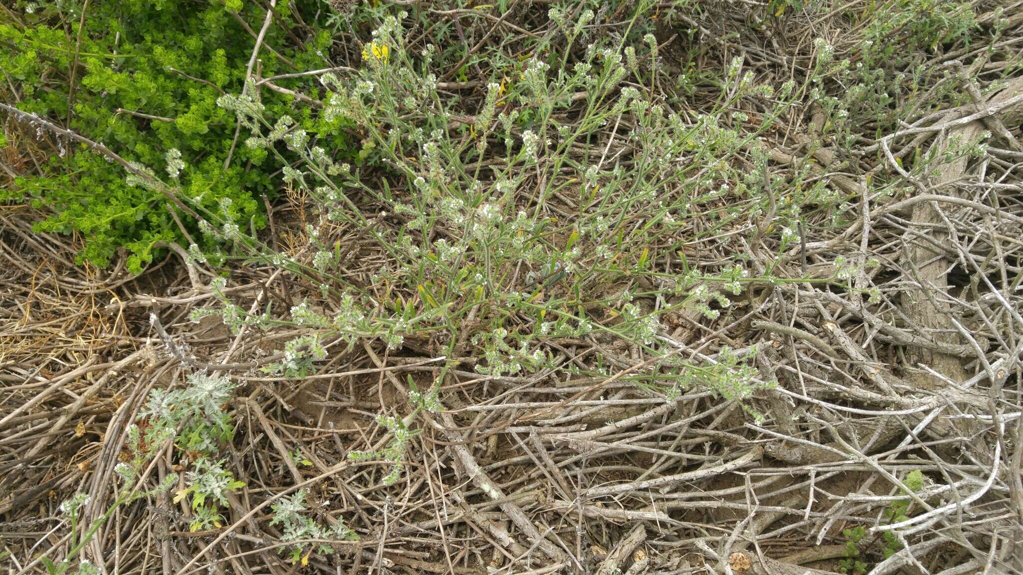 Sivun Cryptantha leiocarpa (Fisch. & C. A. Mey.) Greene kuva