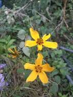 Image of Bidens bicolor Greenm.