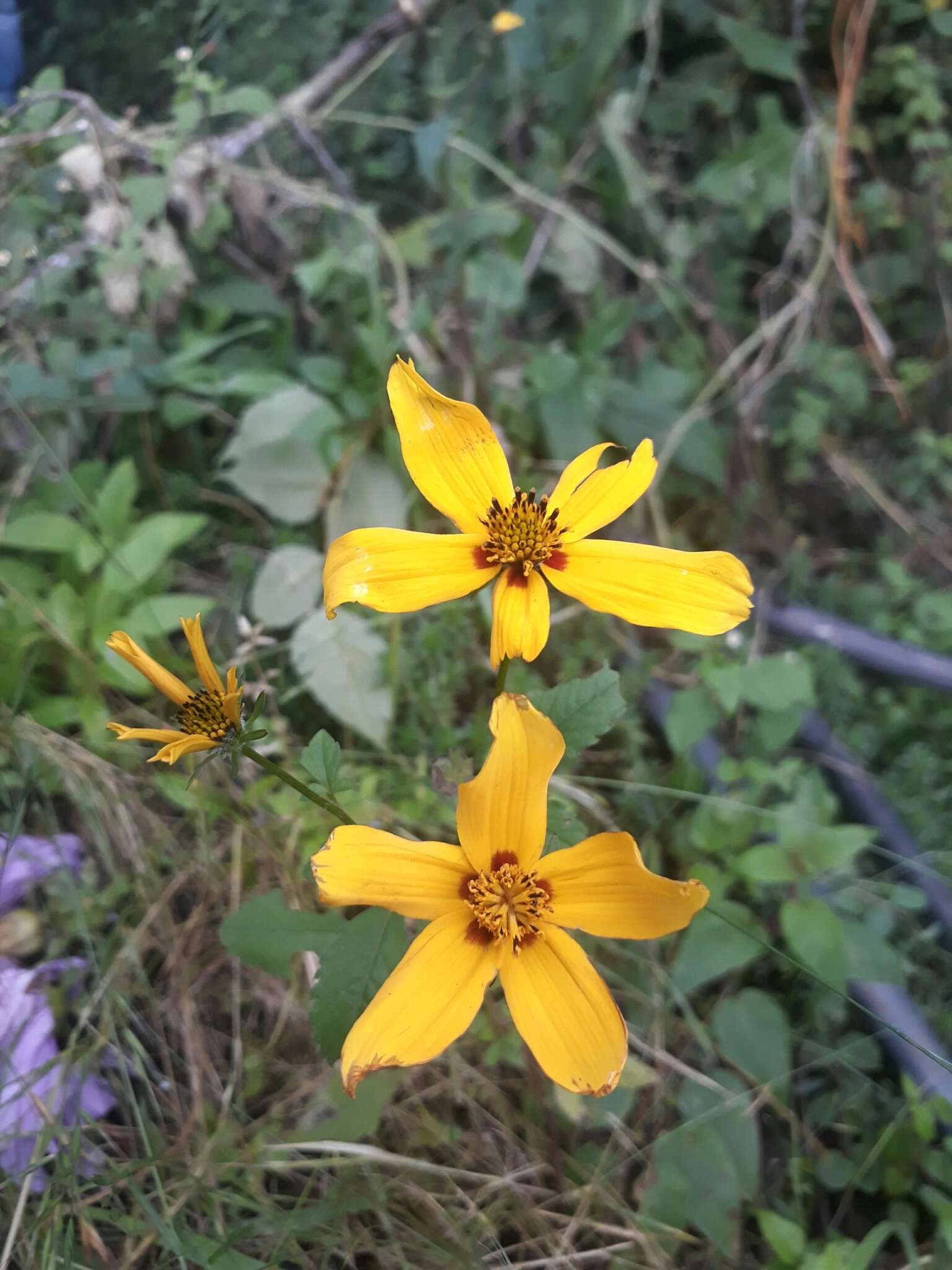 Image of Bidens bicolor Greenm.