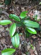 Image of Bathiorhamnus reticulatus (Capuron) Callm., Phillipson & Buerki