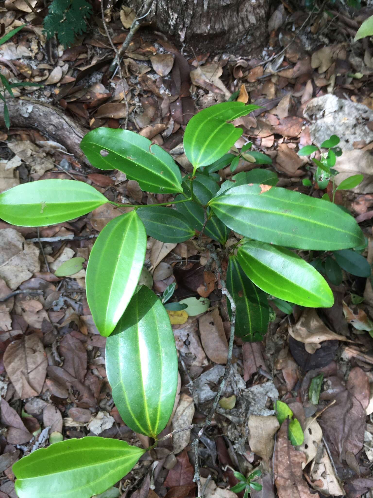 Image of Bathiorhamnus reticulatus (Capuron) Callm., Phillipson & Buerki