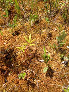 Image of sphagnum