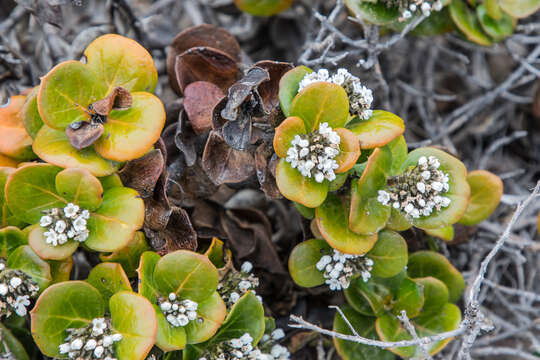 Sivun Logania crassifolia R. Br. kuva