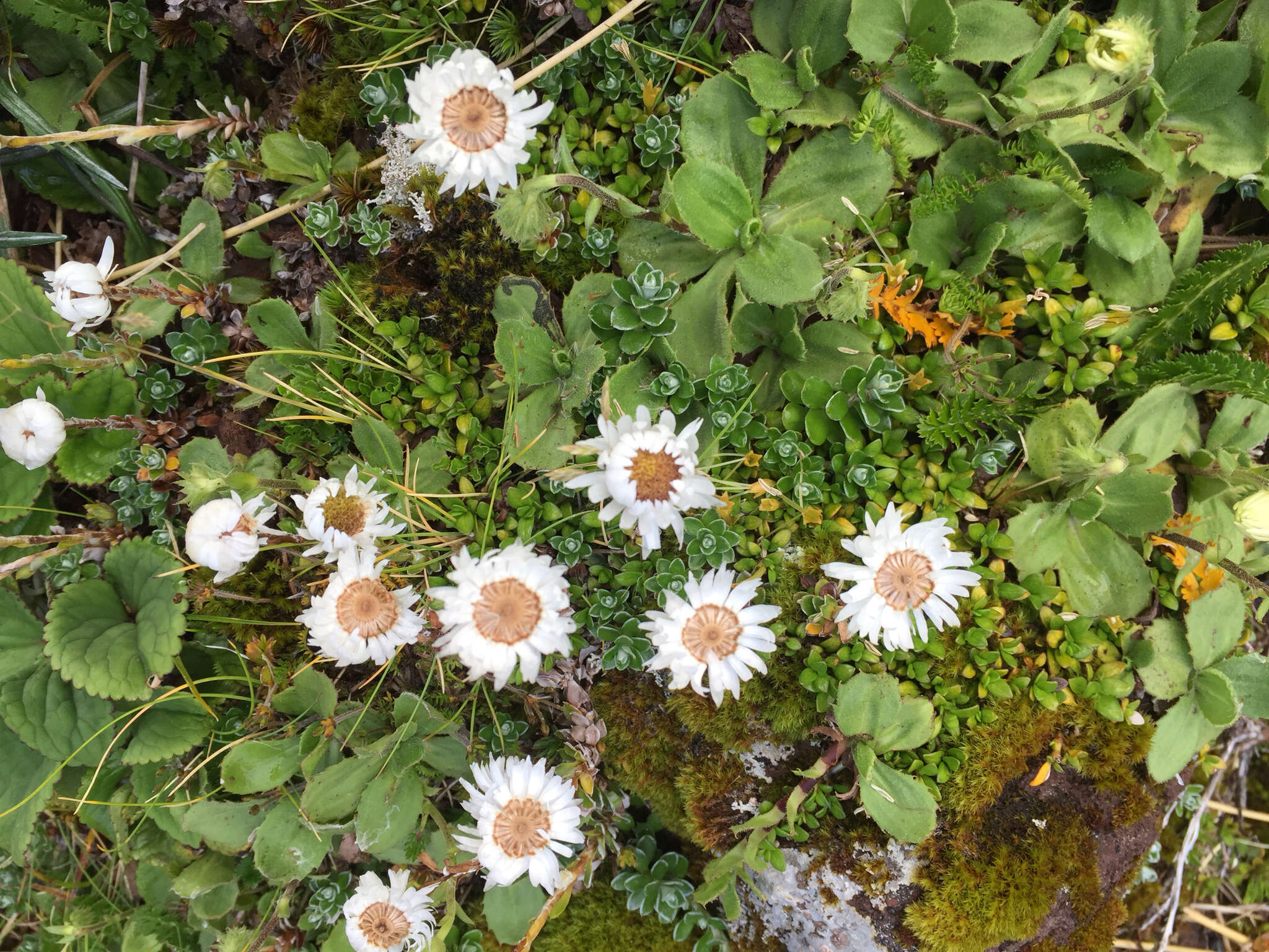 Sivun Anaphalioides alpina (Cockayne) D. Glenny kuva