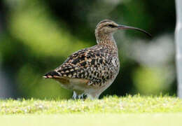 Image of Bristle-thighed Curlew