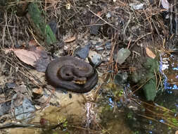 Image of Cottonmouth