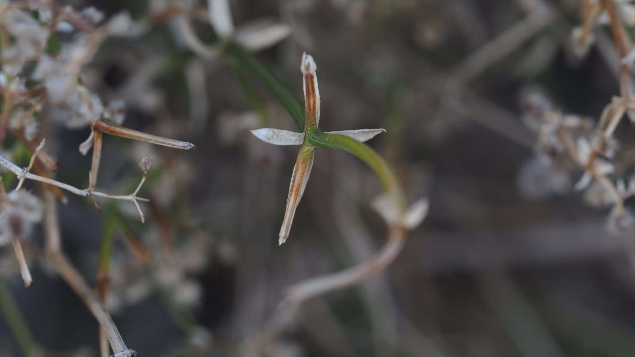 Image of Borrego bedstraw