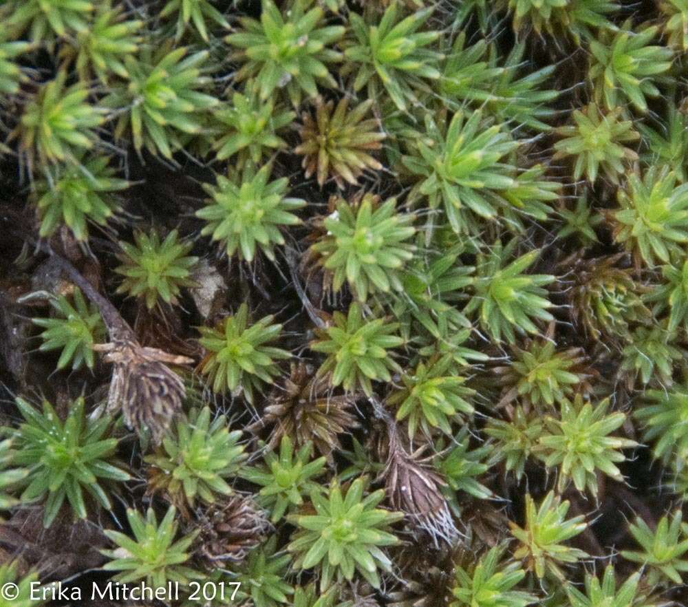 Image of Polytrichum moss