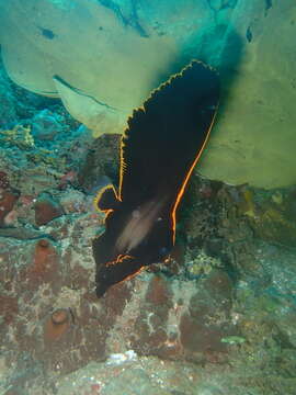 Image of Longfin batfish