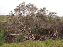 Image of Strandveld Blombush
