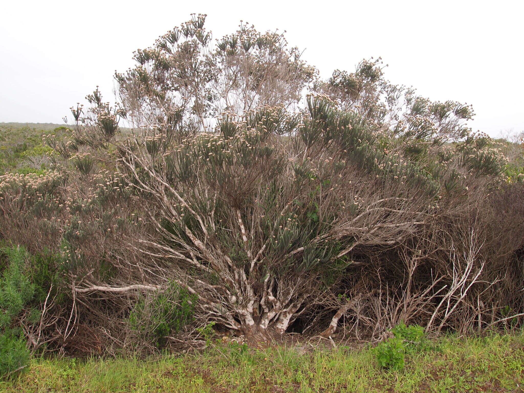 Image of Strandveld Blombush