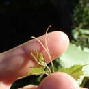 Image de Vitis monticola Buckl.