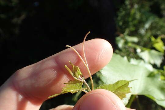 Image of sweet mountain grape