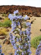 Слика од Echium auberianum Webb & Berth.