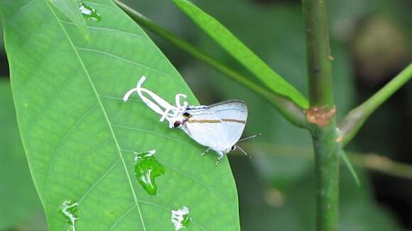 Image of <i>Hypolycaena <i>antifaunus</i></i> antifaunus