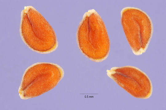 Image of southern pepperwort