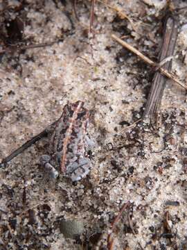 Anaxyrus quercicus (Holbrook 1840) resmi