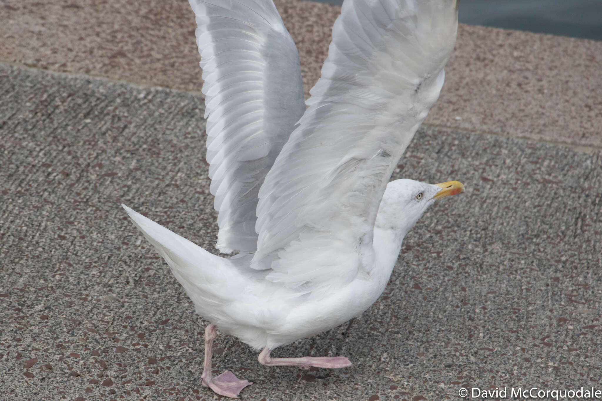 Image of herring gull