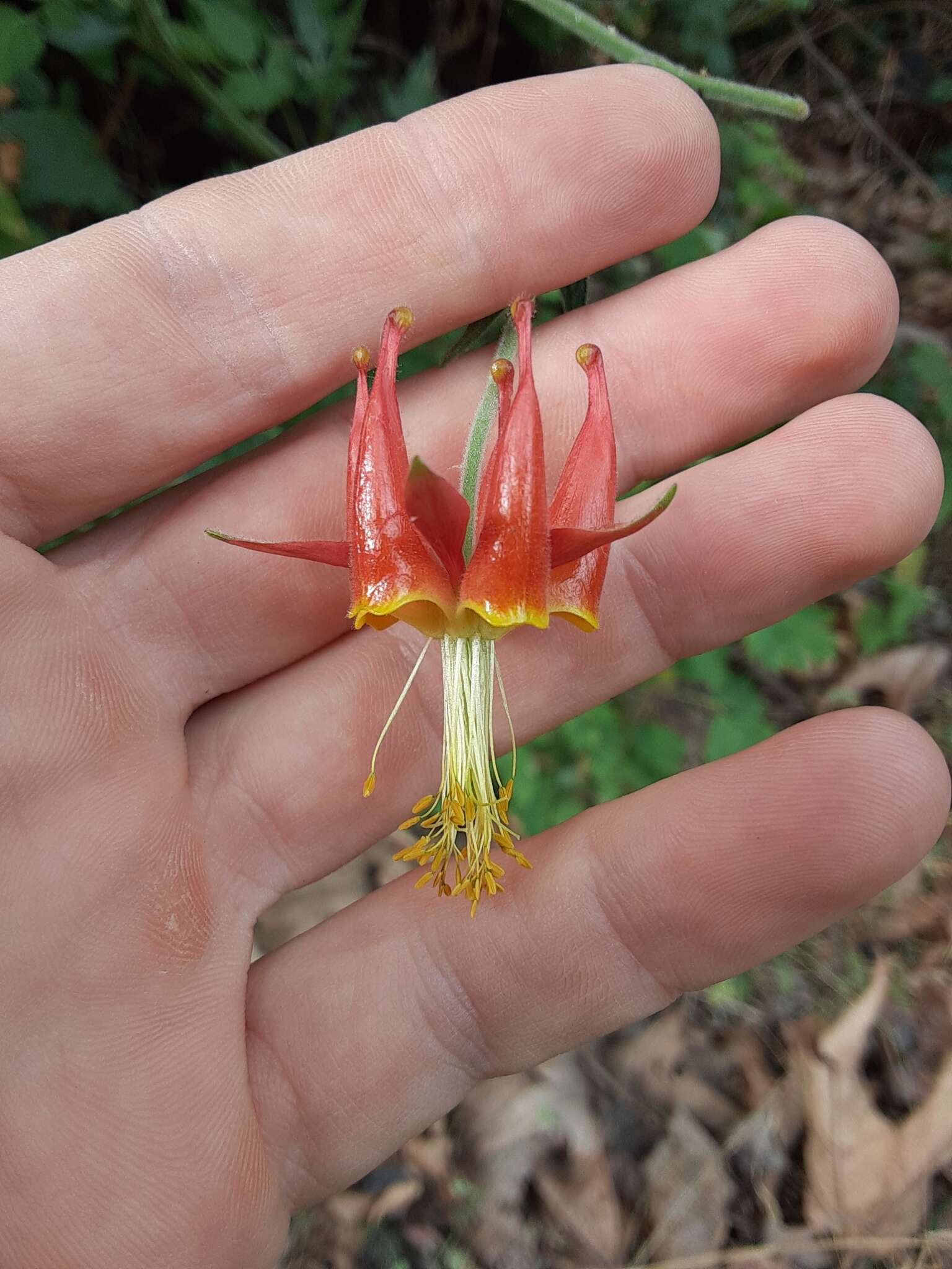 Aquilegia eximia Van Houtte ex Planch.的圖片