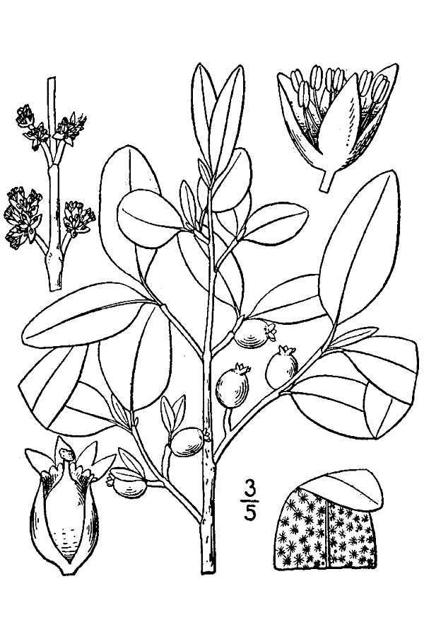 Shepherdia canadensis (rights holder: "<a href=""http://www.knps.org"">Kentucky Native Plant Society</a>. Scanned by <a href=""http://www.omnitekinc.com/"">Omnitek Inc</a>.")