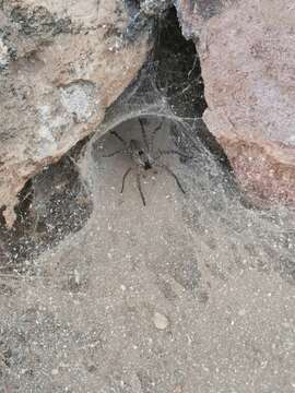 Image of Sosippus californicus Simon 1898