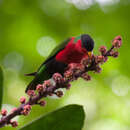 Image of Collared Lory