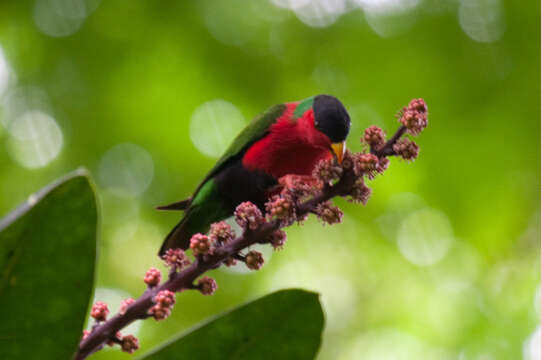 Image of Collared Lory