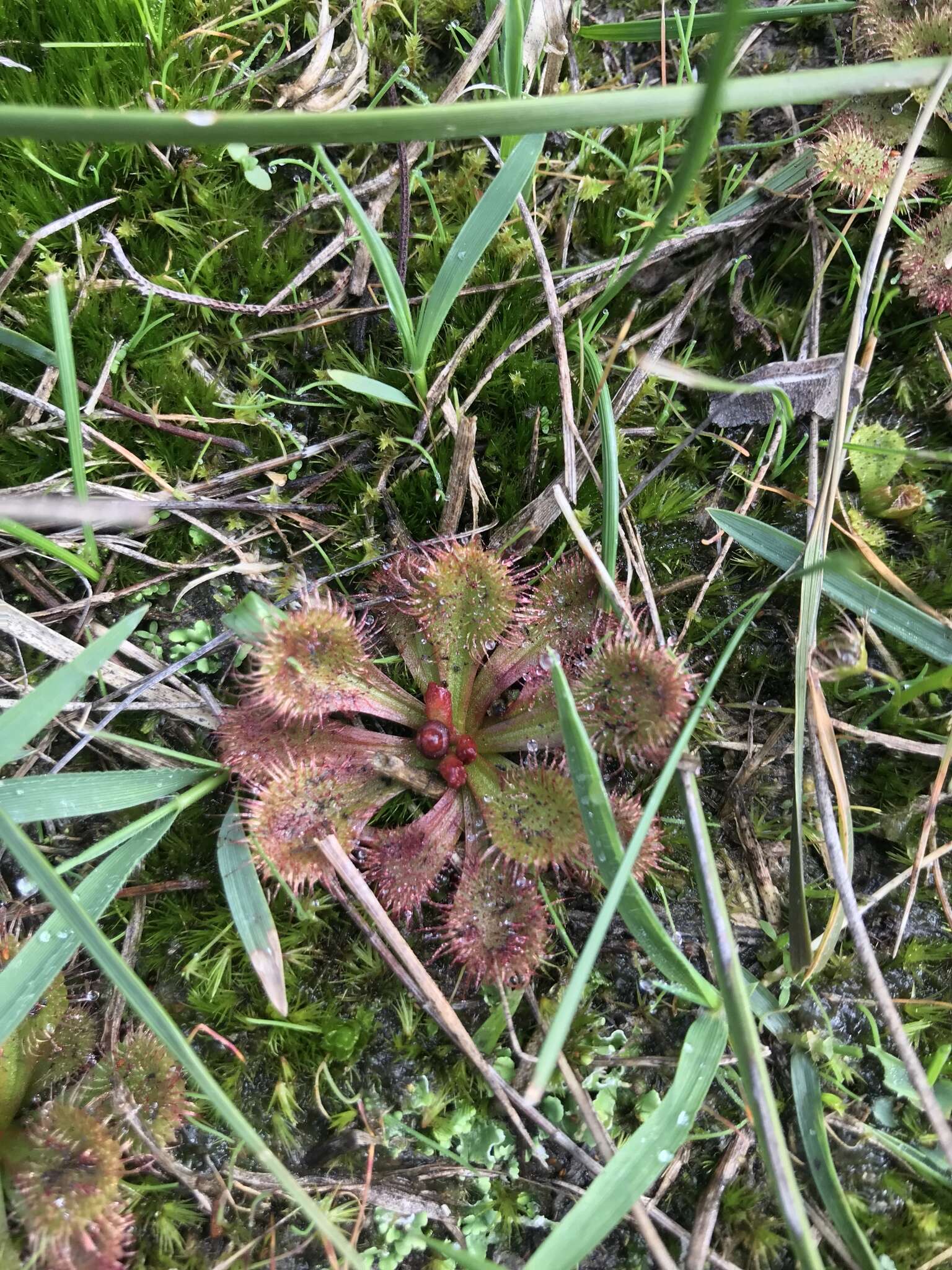 Image of Drosera aberrans (Lowrie & Carlquist) Lowrie & Conran