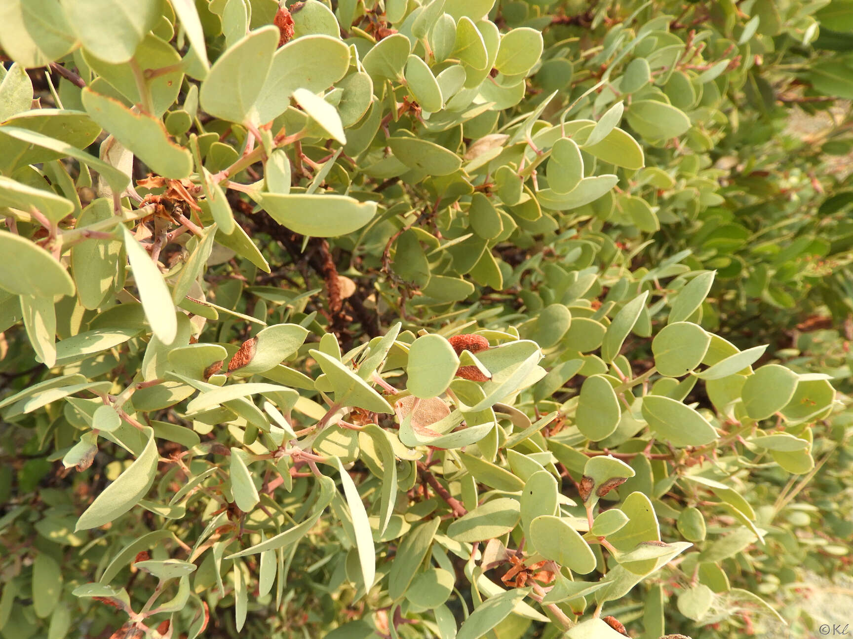 Arctostaphylos viscida subsp. pulchella (T. J. Howell) P. V. Wells resmi