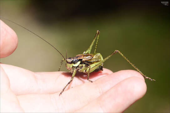 Imagem de Anatlanticus