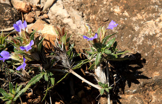 Image de Blepharis aspera Oberm.