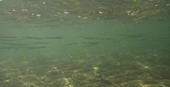 Image of Dusky sea garfish