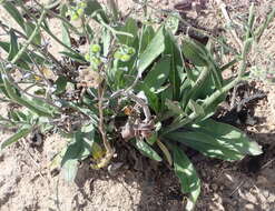 Image of Cynoglossum hispidum Thunb.